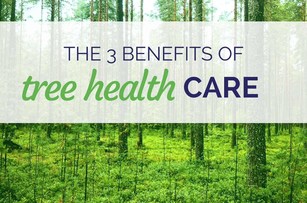 The 3 Benefits of Tree Health Care