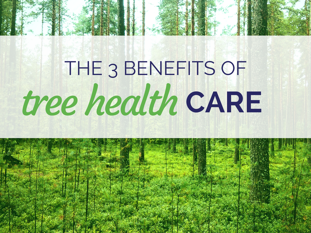 The 3 Benefits of Tree Health Care Graphic - The Best Tree Care Company Lakeland - Anglin Brothers Tree Care