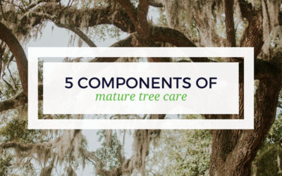 5 Components of Mature Tree Care