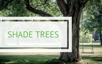 Beat the Heat with Shade Trees