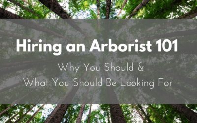 Hiring an Arborist 101
