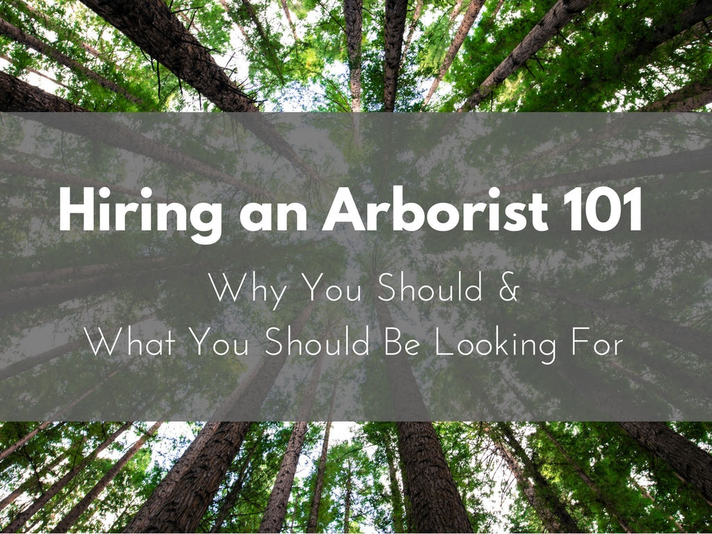Hiring and Arborist 10: Why You Should & What You Should Be Looking For | Anglin Brothers Tree Care | Lakeland, FL