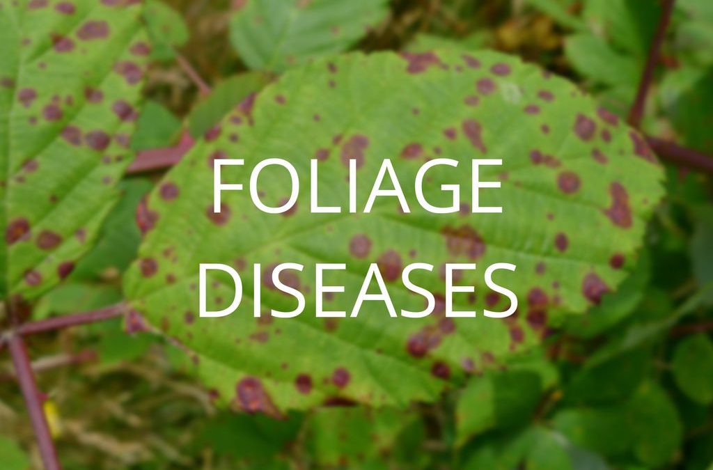 Diagnosis and Control Series Part 1: Foliage Diseases
