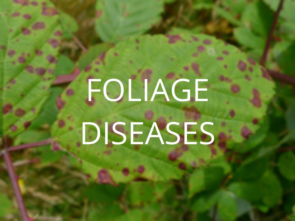 Diagnosis and Control Series Part 1: Foliage Diseases - Anglin Brothers Tree Care - Lakeland, FL