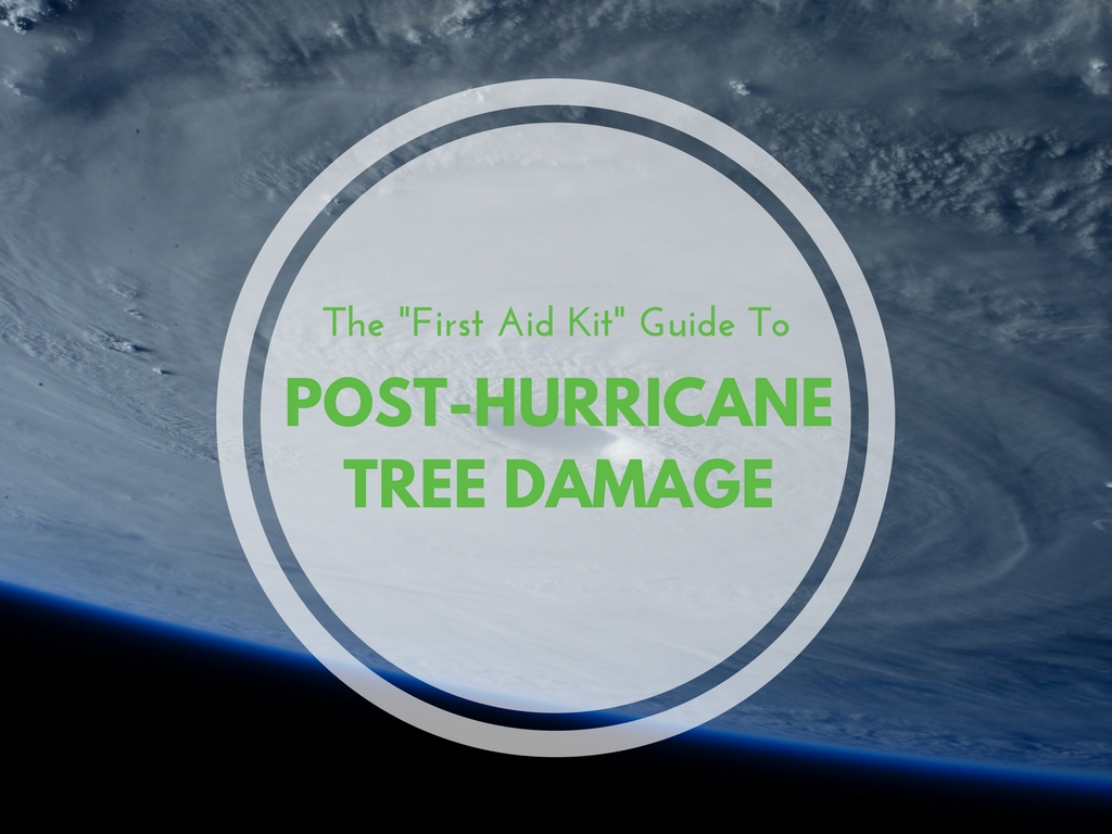 The First Aid Kit to Post-Hurricane Tree Damage - Anglin Brothers Tree Care
