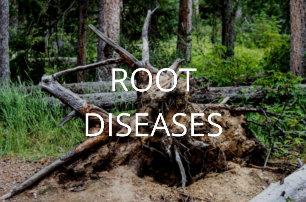 Diagnosis and Control Series Part 3: Root Diseases