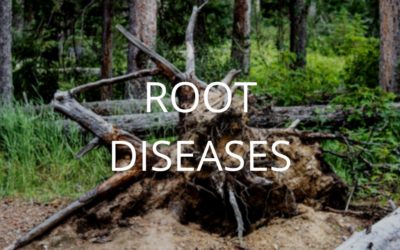 Diagnosis and Control Series Part 3: Root Diseases