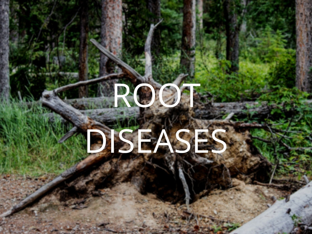 Diagnosis and Control Series Part 3: Root Diseases - Anglin Brothers Tree Care - Lakeland, FL