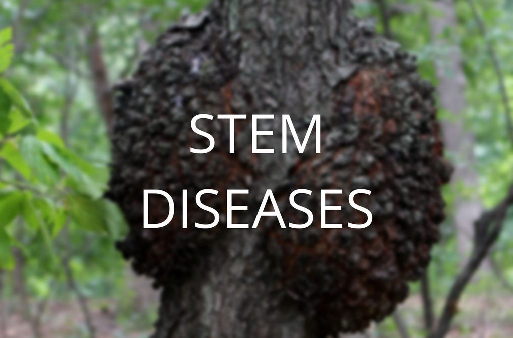 Diagnosis and Control Series Part 2: Stem Diseases
