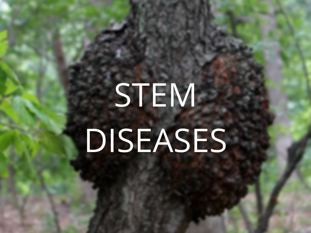 Diagnosis and Control Series Part 2: Stem Diseases - Anglin Brothers Tree Care - Lakeland, FL