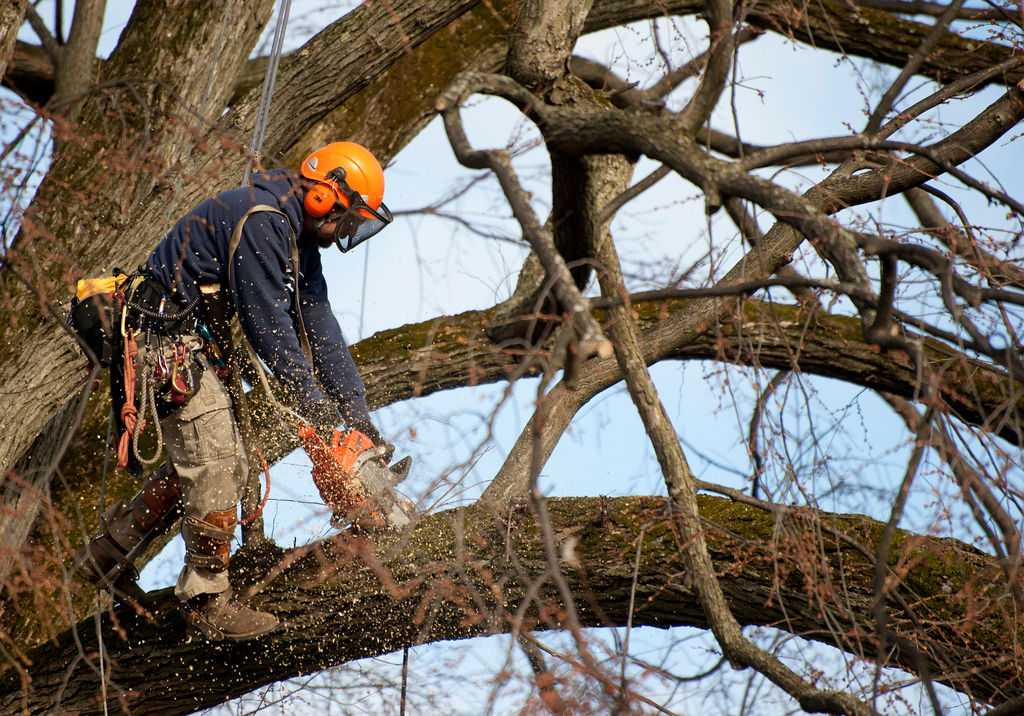 Tree Trimming by a Certified Arborist | Hiring an Arborist 101: Why you should & What you should be looking for | Anglin Brothers Tree Care | Lakeland, FL