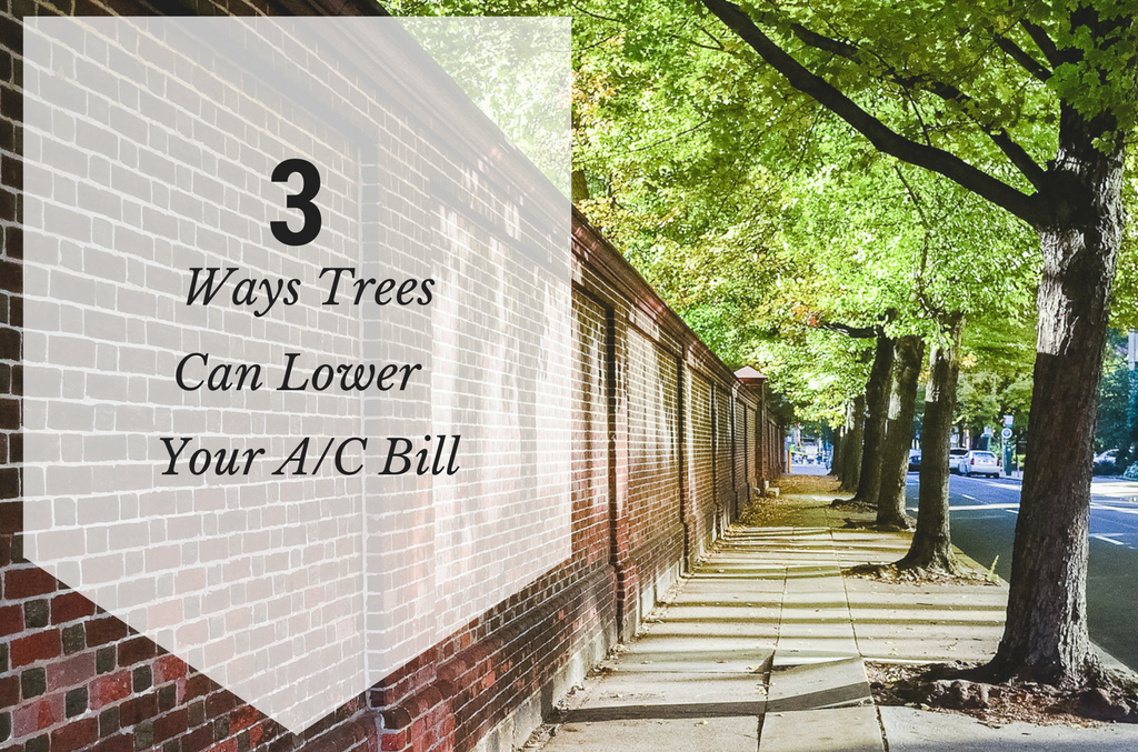 3 Ways Trees Can Lower Your A/C Bill - Tree Care Lakeland - Energy Conserving Landscape Strategies