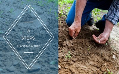 5 Steps of Planting a Tree