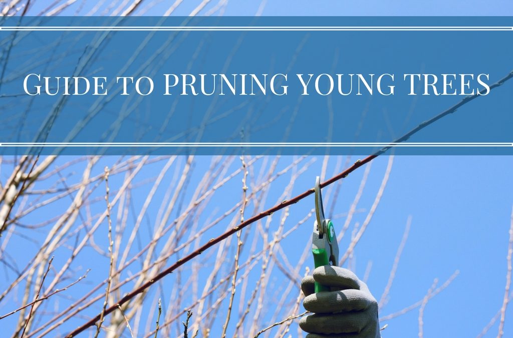 Guide to Pruning Young Trees