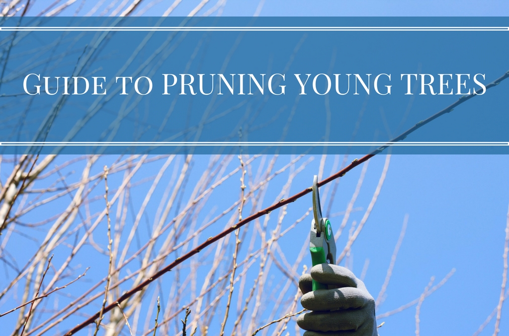 Guide to pruning young trees, angling brothers tree care service, lakeland Florida, central Florida