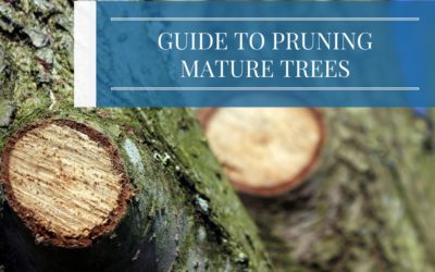 Guide to Pruning Mature Trees
