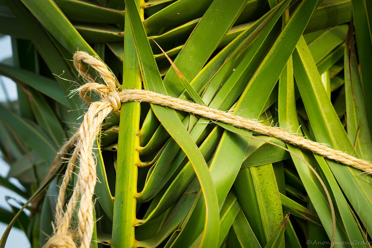 Palm Tree Handbook - Angling Brothers Tree Care