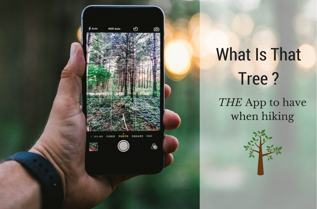 What Is That Tree App – Tree Identification Guide