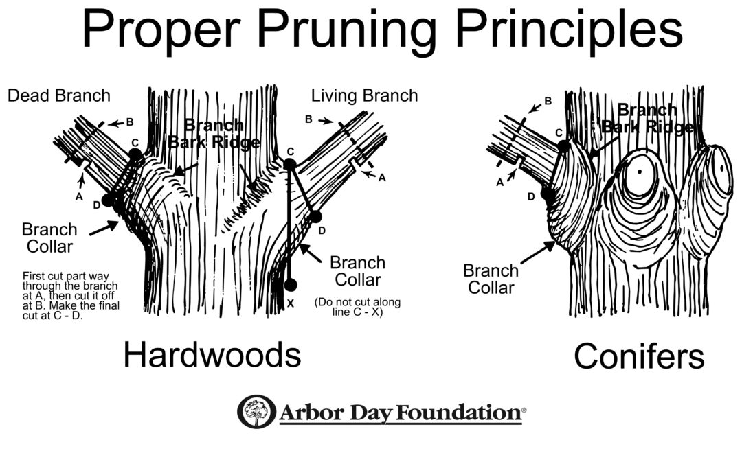 gilman illustrated guide to pruning pdf free download