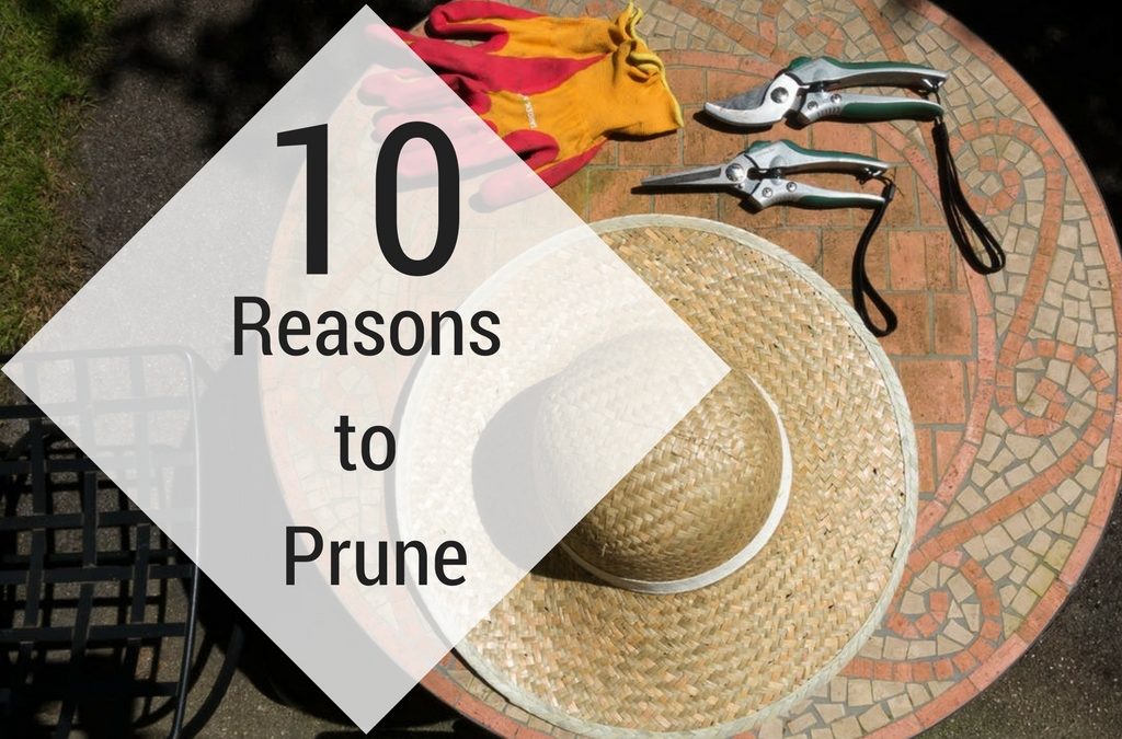 Top 10 Reasons to Prune
