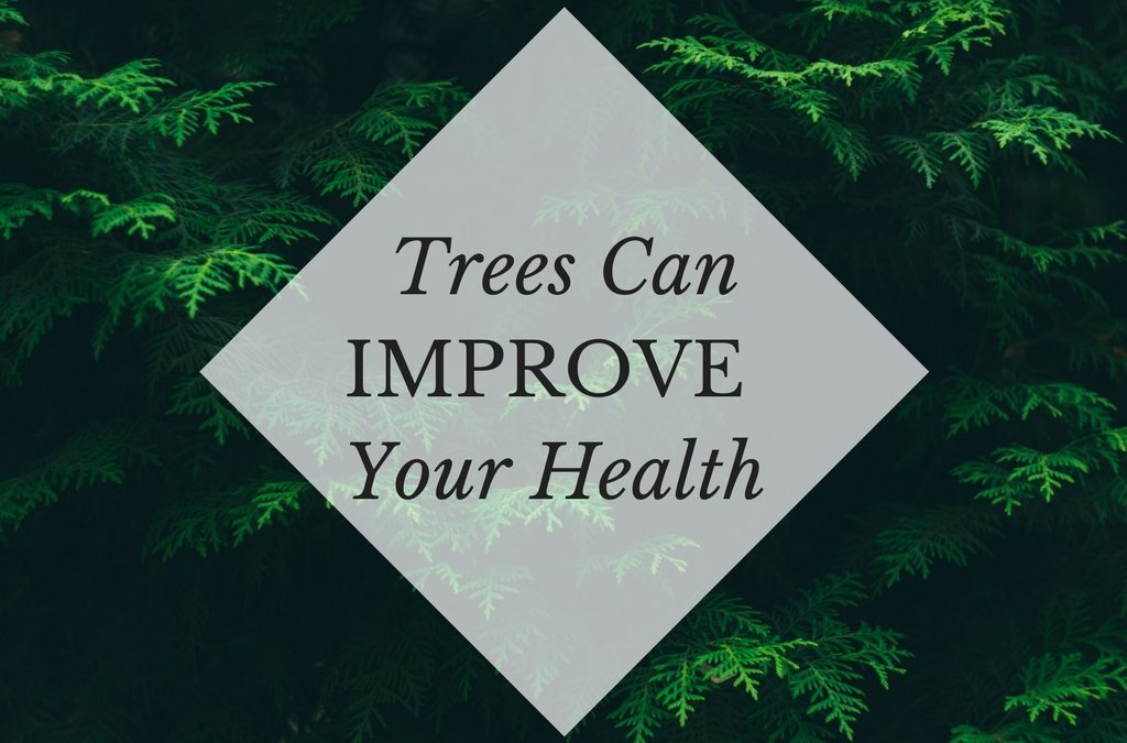 Study Shows How Trees Can Improve Your Health
