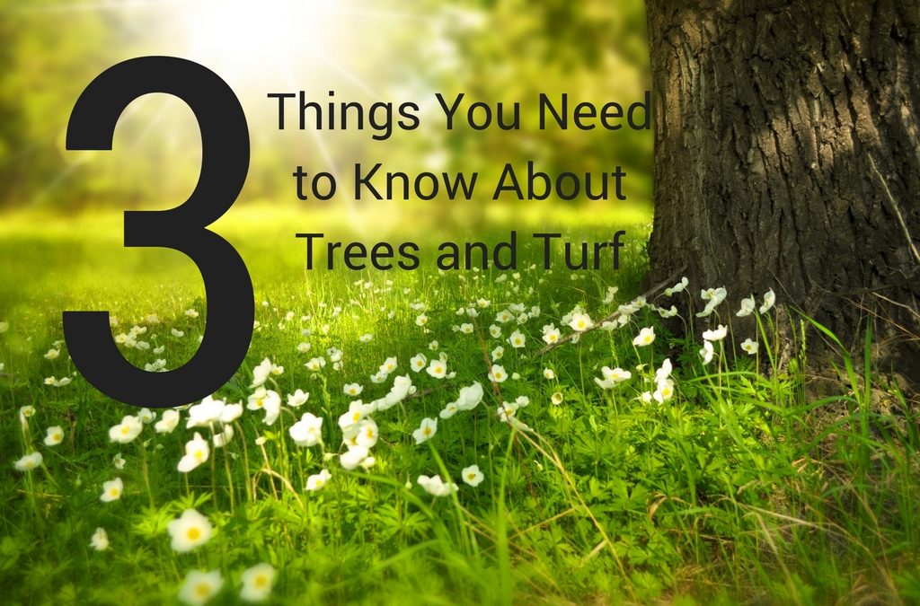 3 Things You Need to Know About Trees and Turf