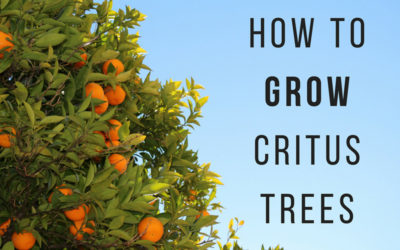 How to Grow Citrus Trees