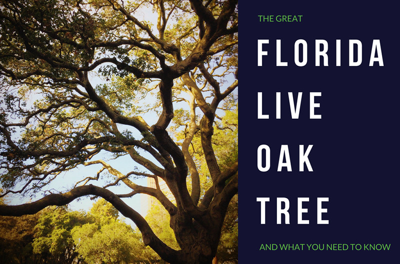 Florida Live Oak Trees