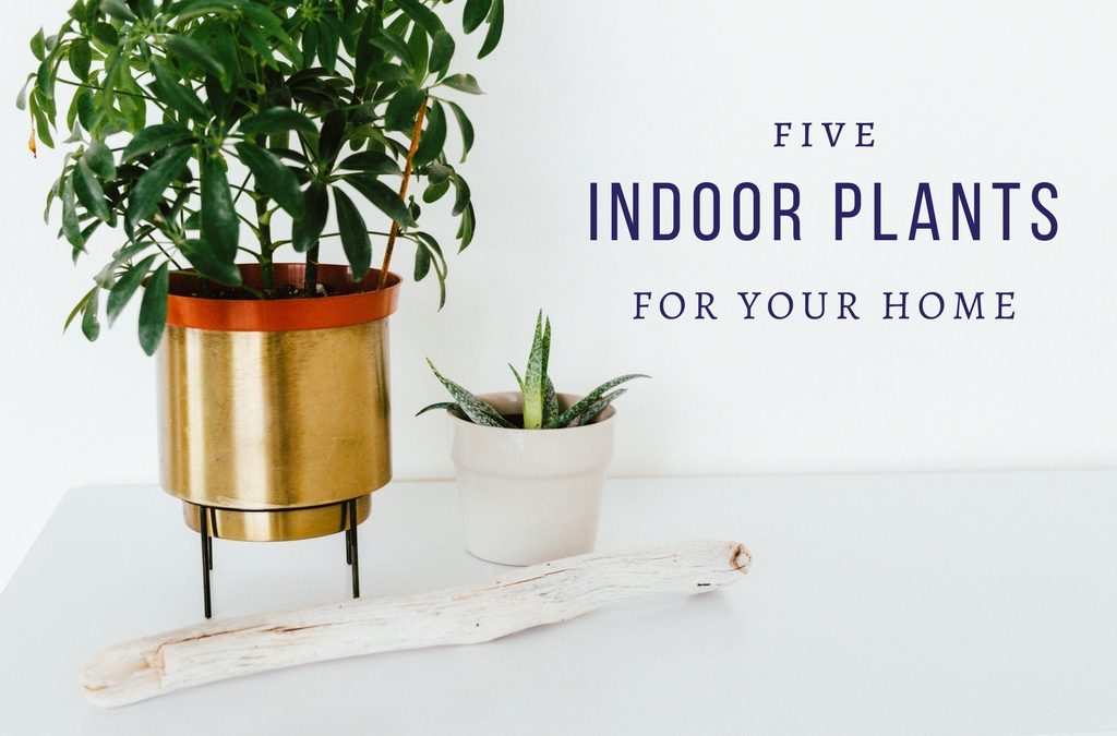 Five Indoor Trees for Your Home