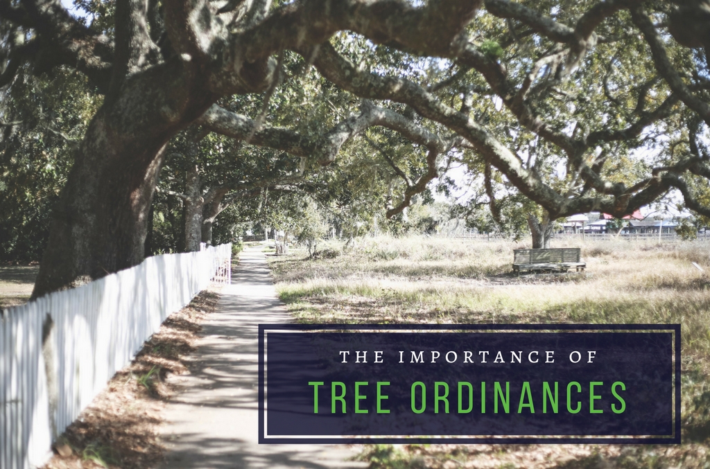 The Importance of Tree Ordinances - Anglin Brothers Tree Service
