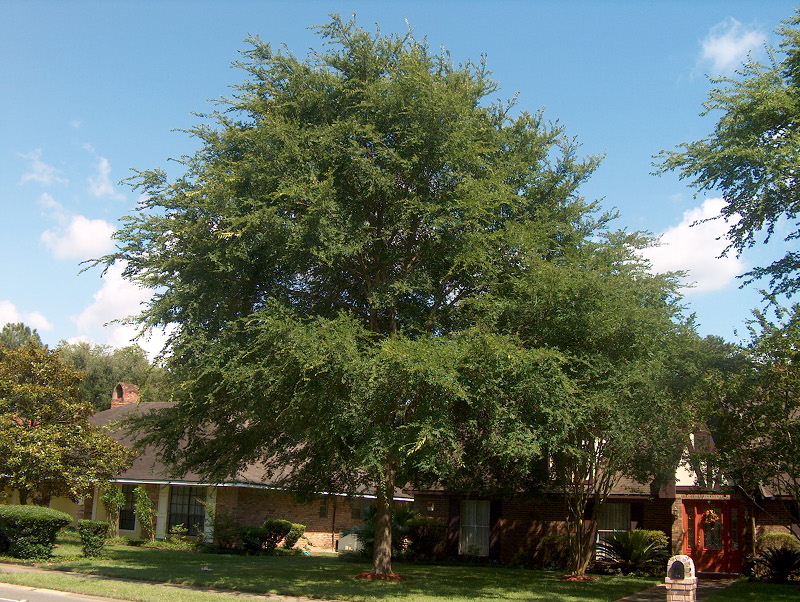 Florida Elm Trees Anglin Brothers Tree Service Lakeland, FL