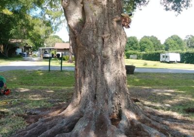 Tree with uncovered roots | Anglin Brother's Tree Care | Lakeland FL | Healthy Roots
