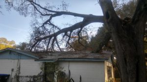 Tree Branches on a Home | Anglin Brothers Tree Service | Polk County | Tree Preservation