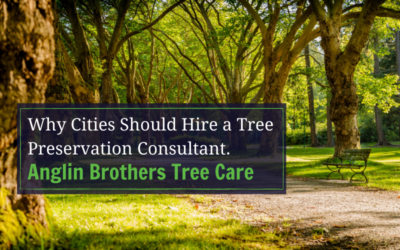 Why Cities Should Hire a Tree Preservation Consultant