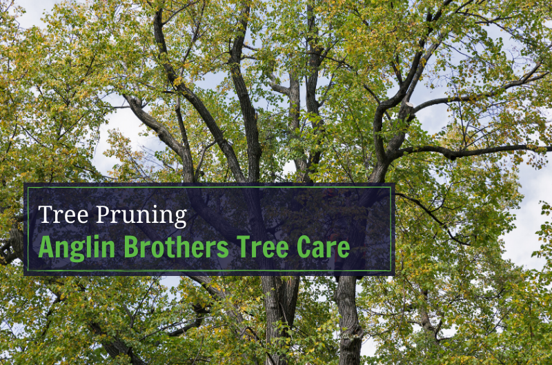 Why Tree Pruning Is Important