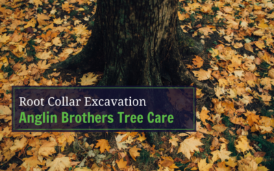 What is Root Collar Excavation