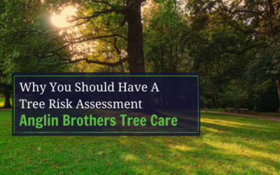What is a Tree Risk Assessment?