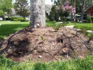 ISA Board Certified Master Arborist | Anglin Brother's Tree Care | Lakeland FL | Healthy Roots