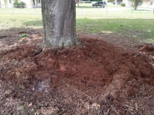 ISA Board Certified Master Arborist | Anglin Brother's Tree Care | Lakeland FL | Healthy Roots | Benefits of Mulching Your Trees