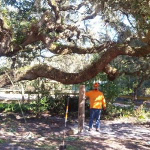 ISA Board Certified Master Arborist | Anglin Brother's Tree Care | Lakeland FL | Healthy Roots