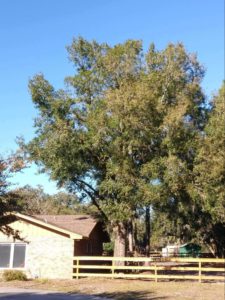 ISA Board Certified Master Arborist | Anglin Brother's Tree Care | Lakeland FL | Healthy Roots | Healthy and Unhealthy Pruning