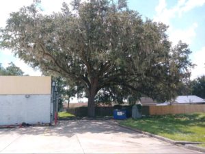ISA Board Certified Master Arborist | Anglin Brother's Tree Care | Lakeland FL | Healthy Roots | Healthy and Unhealthy Pruning