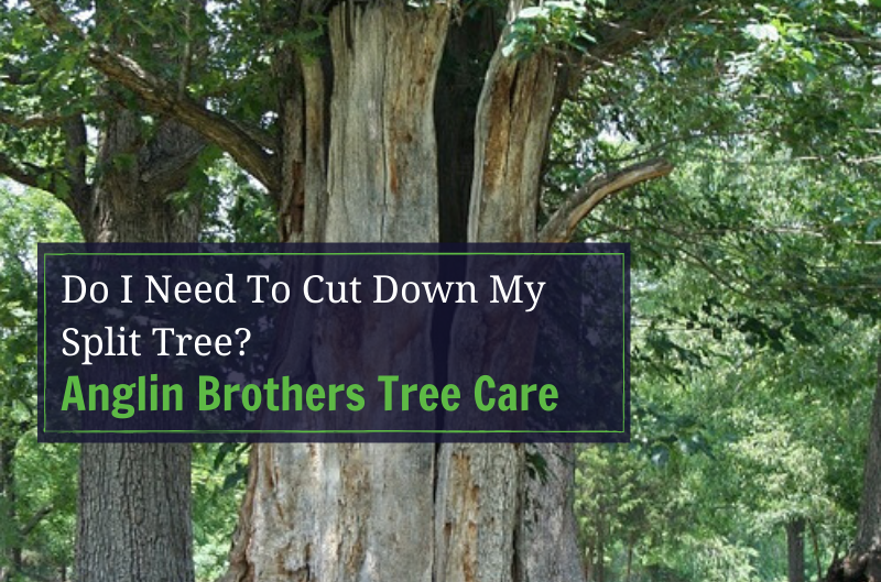 Do I Need To Cut Down My Split Tree?