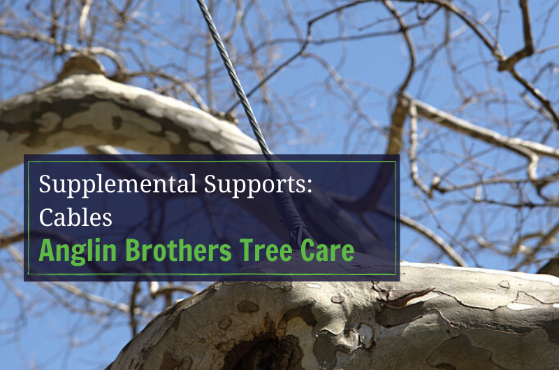 Anglin Brothers Tree Care | Lakeland | Polk County | Supplemental Supports: Cables