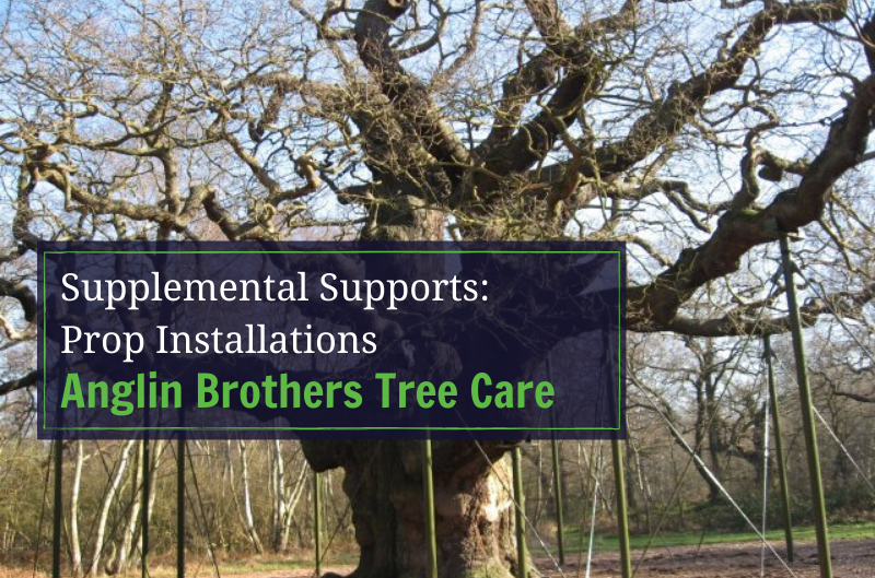 Anglin Brothers Tree Care | Lakeland | Polk County | Supplemental Supports | Prop Installations