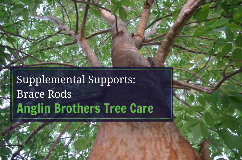 Anglin Brothers Tree Care | Lakeland | Polk County | Supplemental Supports: Brace Rods