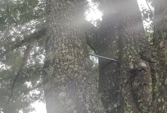 Tree Cabling & Tree Bracing